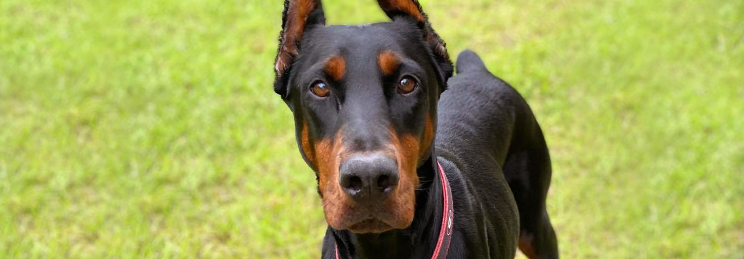 Home - Georgia Doberman Rescue