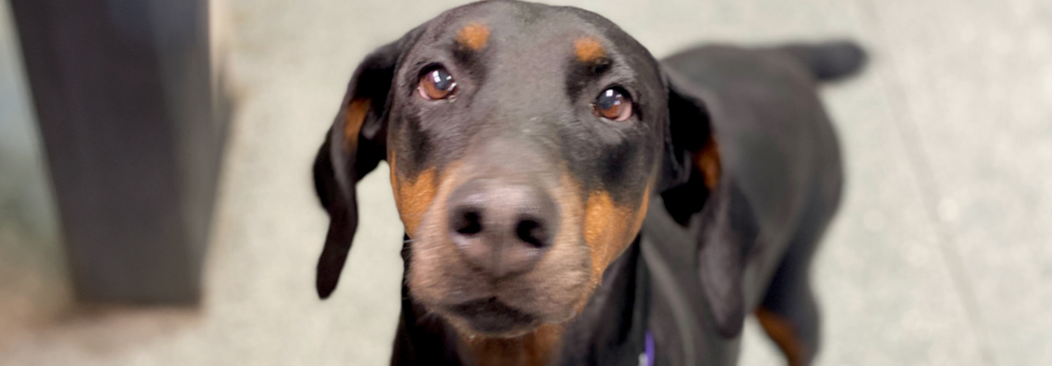 Home - Georgia Doberman Rescue